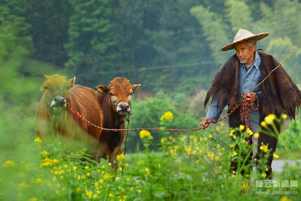 蓑翁牧牛春雨中