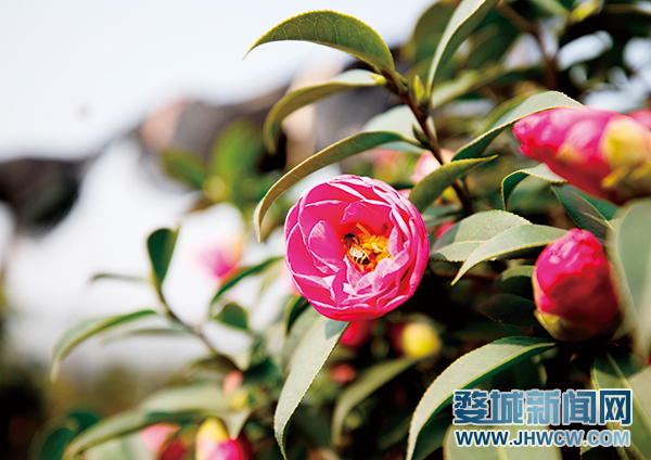 茶花吐艳凤来仪