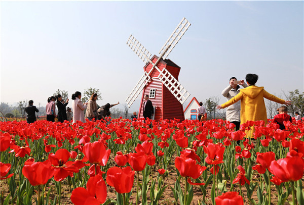 快来赏花吧,龙游花海的百万朵郁金香都开了!