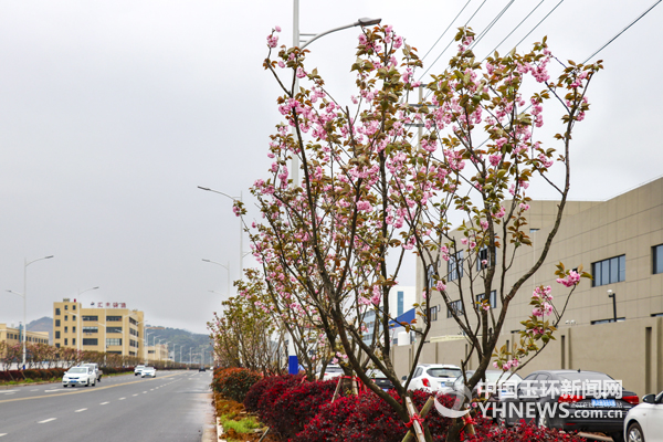 沙门滨港工业城内,道路两边的樱花景观,为工业城增添了勃勃生机.