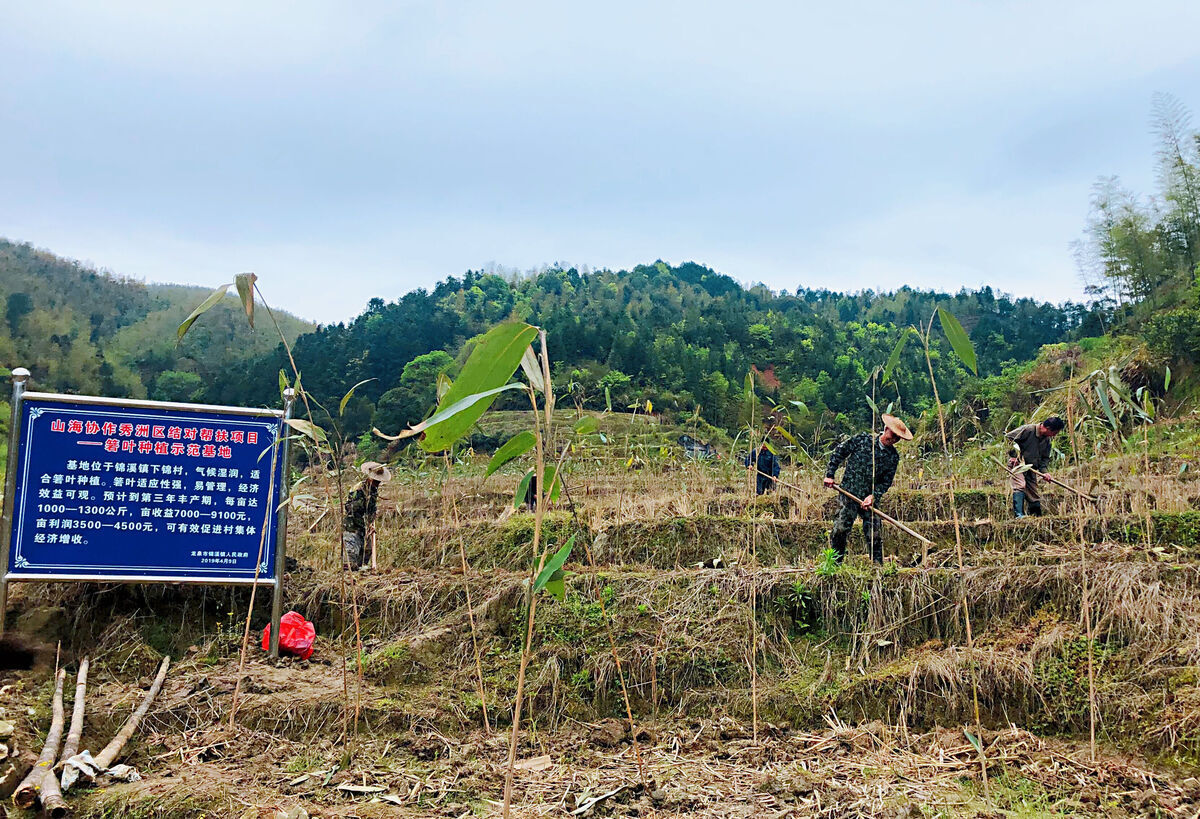 自"秀洲—龙泉粽叶生产基地"项目启动后,石达石街道,龙南乡,屏南镇