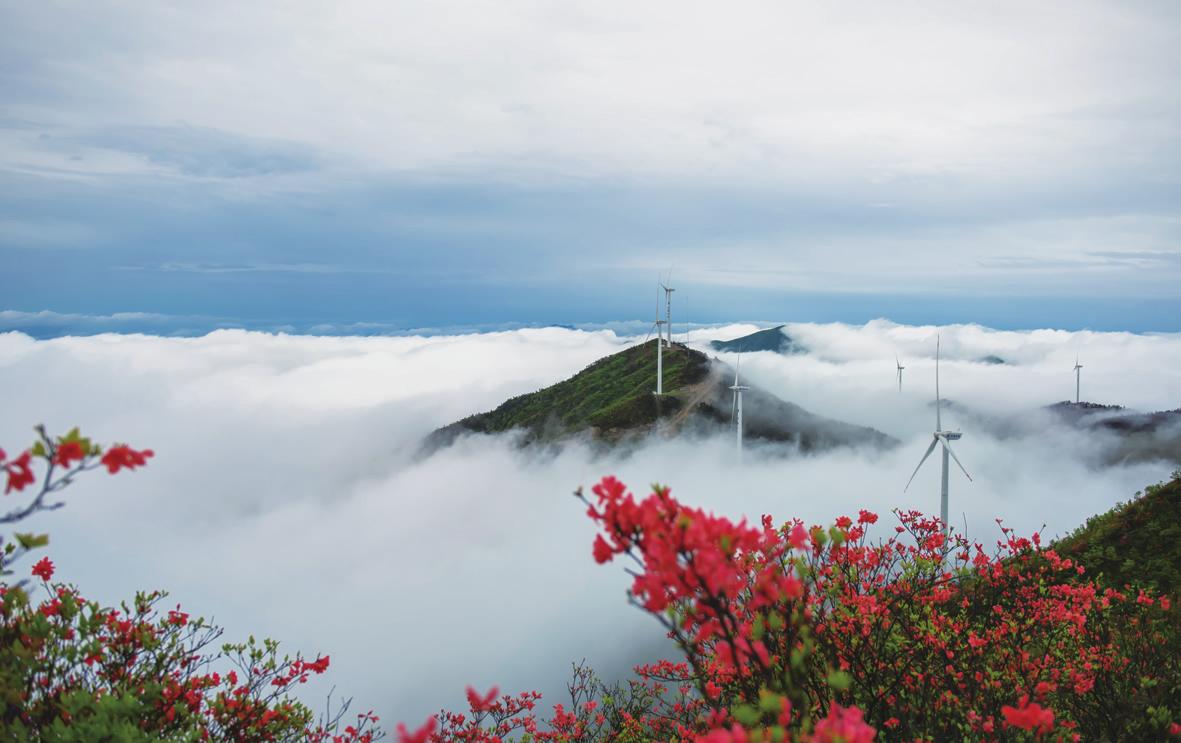 白鹤尖上杜鹃花-云和新闻网