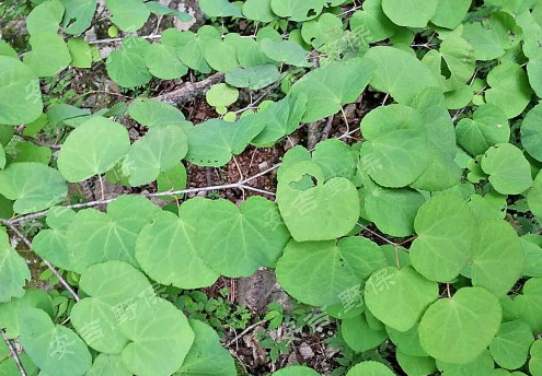 我县发现国家珍稀濒危植物连香树与象鼻兰