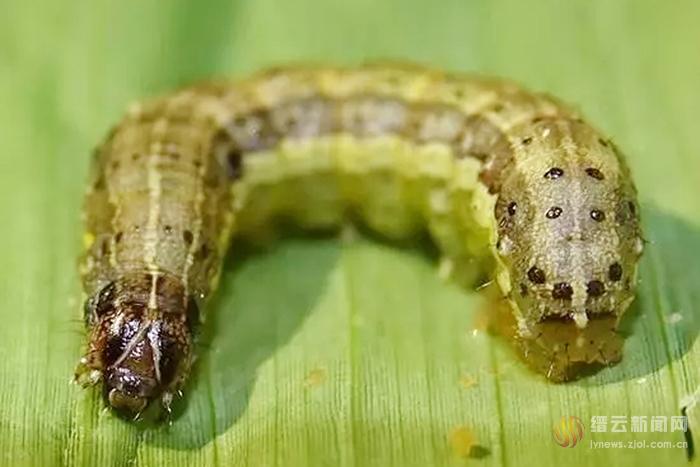 这只"幺蛾子"不治不行 缙云全面组织防控指导