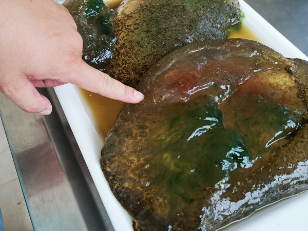 湖中惊现不明生物市民称或是水太岁