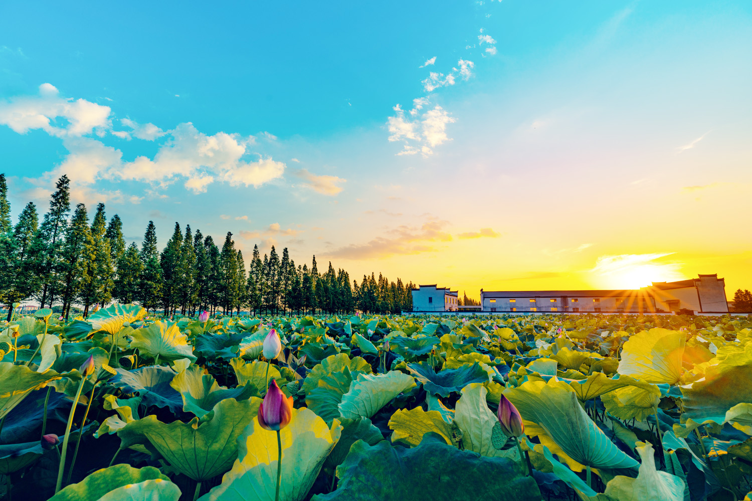 十里荷塘十里香