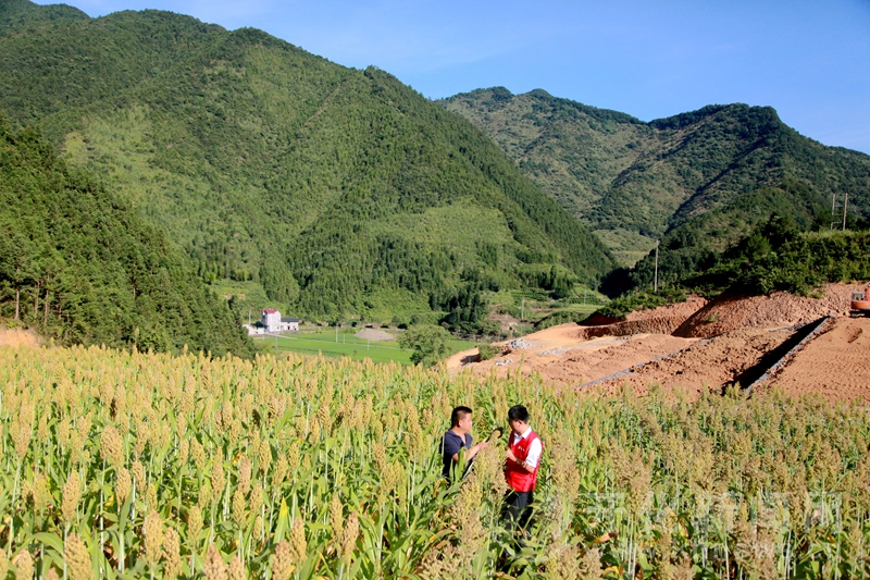 日前,笔者来到林山乡霞湖村前坞,看到山坡上大面积的红高粱即将成熟.