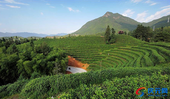 招商引来金凤凰薰山下千亩低效茶山变身大红袍栽培制作及茶文化休闲