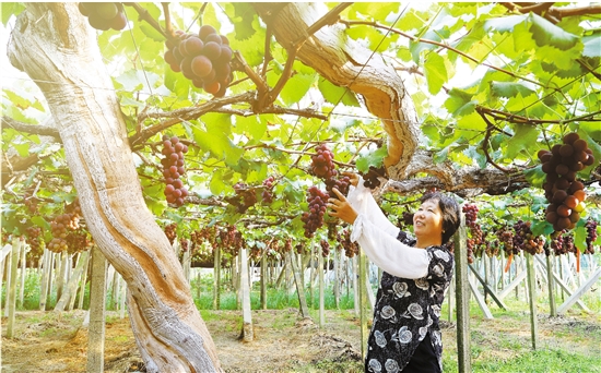 "葡萄树王"正当季