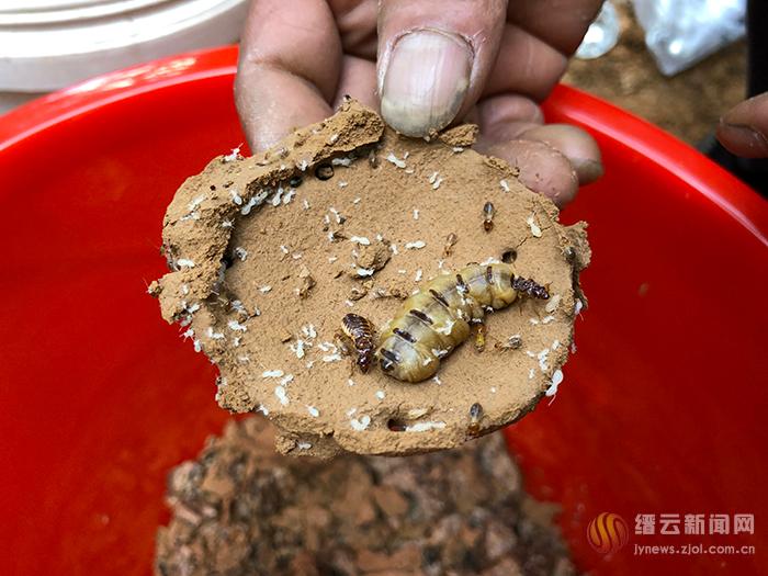 掘地七尺端老巢 蚁王蚁后被生擒 标本可供研究