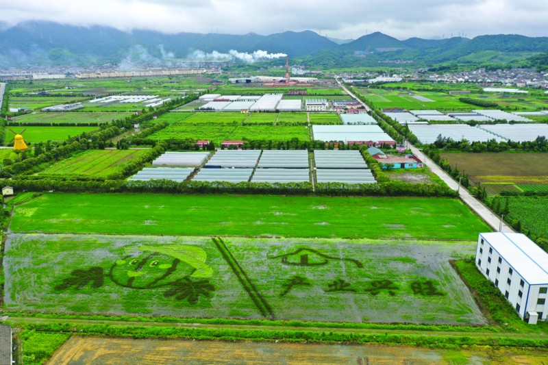 打造美丽乡村风景线马岙街道推进千年稻香景观带建设