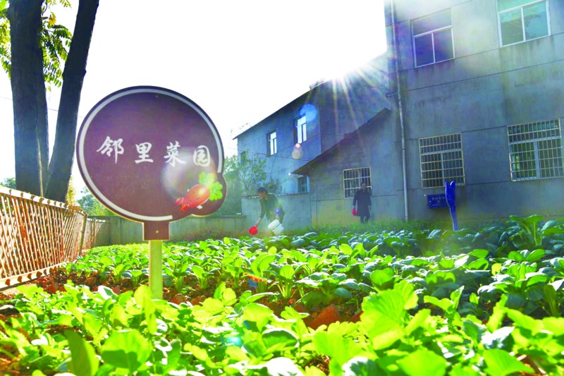 11月18日,记者在白石镇曹会关村看到,当地将一米菜园与乡风文明建设