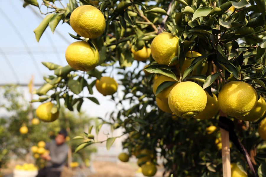 柑橘"新贵"春香成市场"潜力股"