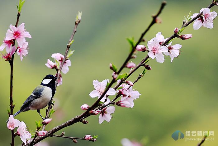 高清桃花枝头鸟图片图片