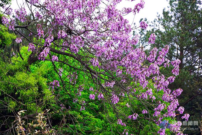 山上一片紫毛泡桐花别样美