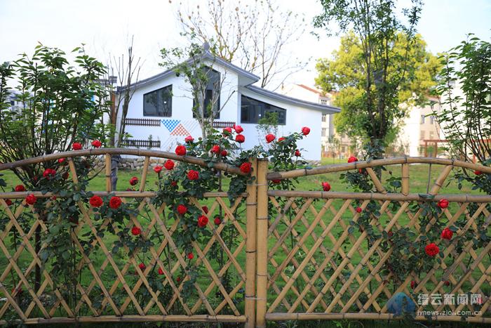 缙云:篱笆墙月季俏