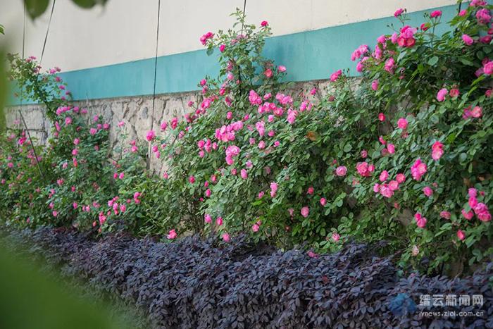 围墙亦花墙待您来打卡