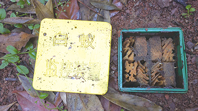 进入白蚁分飞期 做好防治很重要