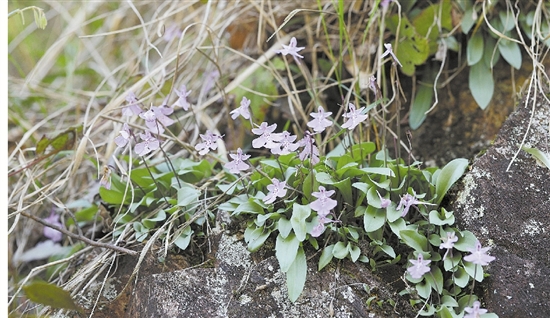 东阳:东阳市首次发现濒危植物——大花无柱兰