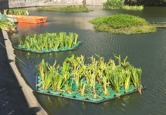 黄龙乡补种生态浮岛植物