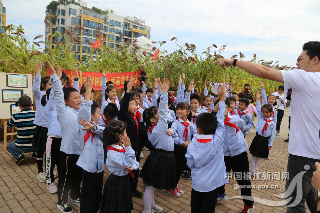 椒江學院路小學屋頂的高粱熟了