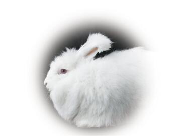 产毛量创世界纪录的浙系长毛兔.