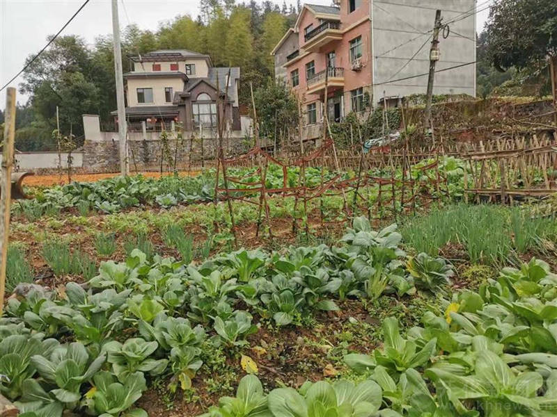 农村更宜居 农民更富裕 建丰村一米菜园扮靓乡村新貌