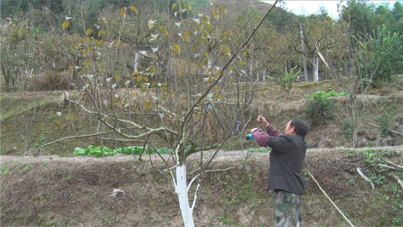 五年梨树冬季修剪技术图片
