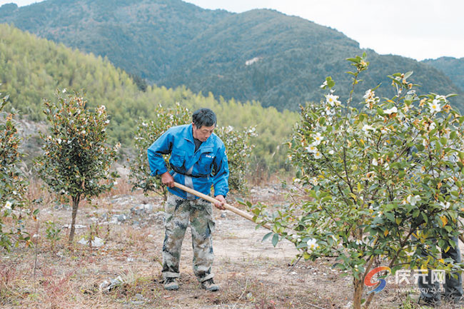 处州晚报花开满山尽染雪油茶铺就致富路
