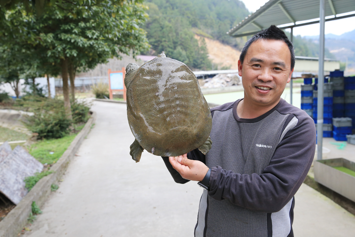 最近,他又养殖出重5公斤的大甲鱼刘海波 王雨晴 文/摄