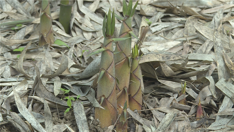 云和黄甜笋上市