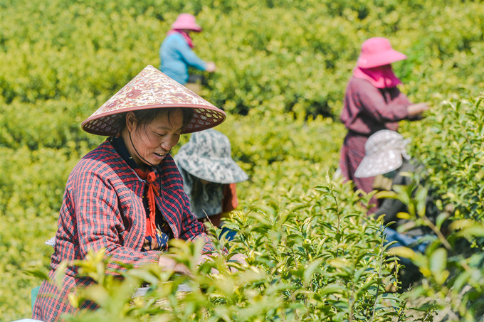 长兴:茶农抢摘"谷雨茶"