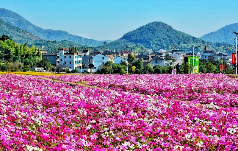 "花满棠棣"乡村振兴先行村项目运营启动-浙江工人日报网