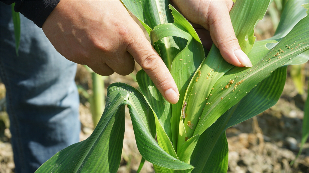 開化:植保無人機助力農作物病蟲害防控