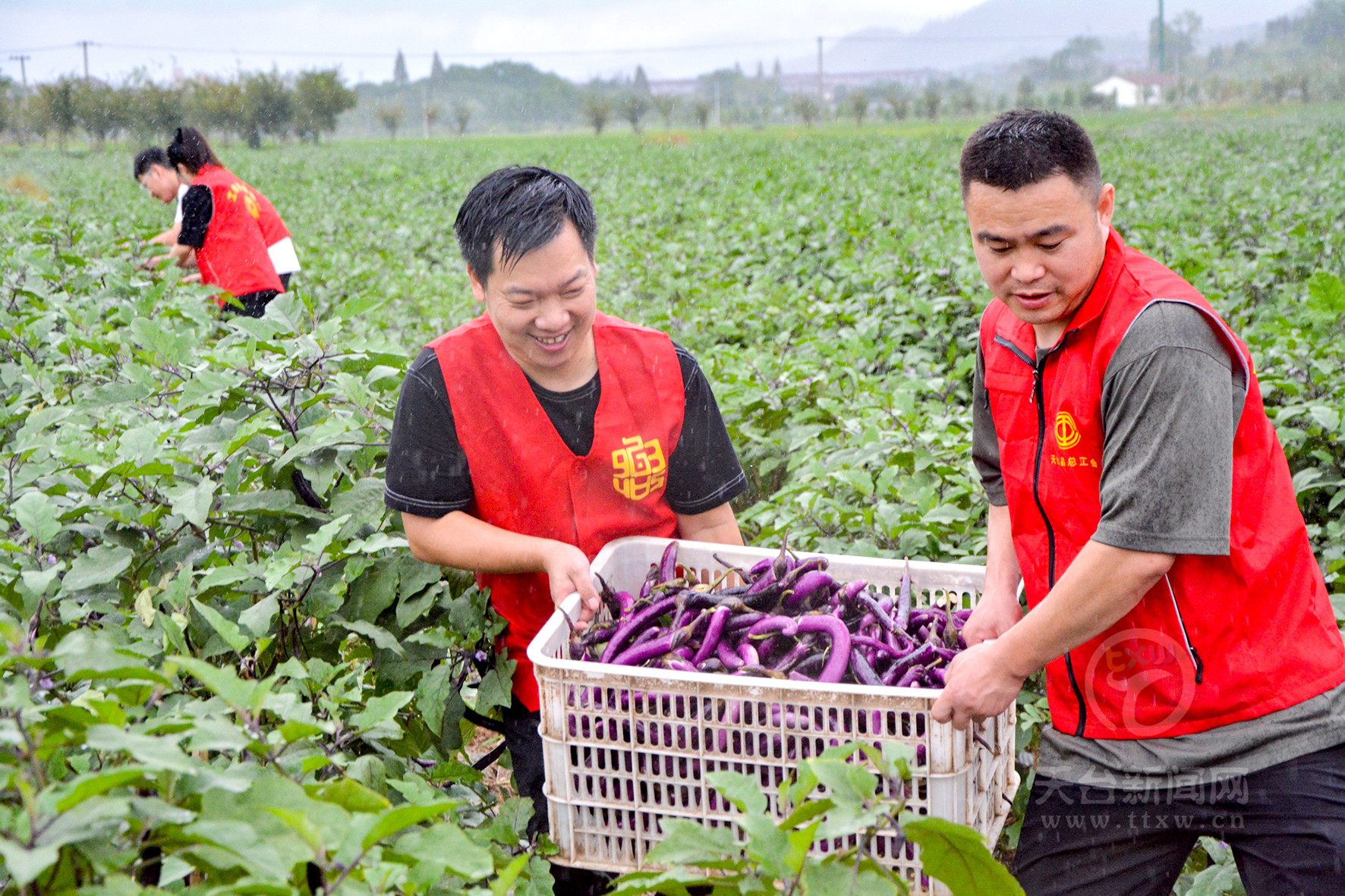 党员与"灿都"赛跑 助农抢收蔬菜