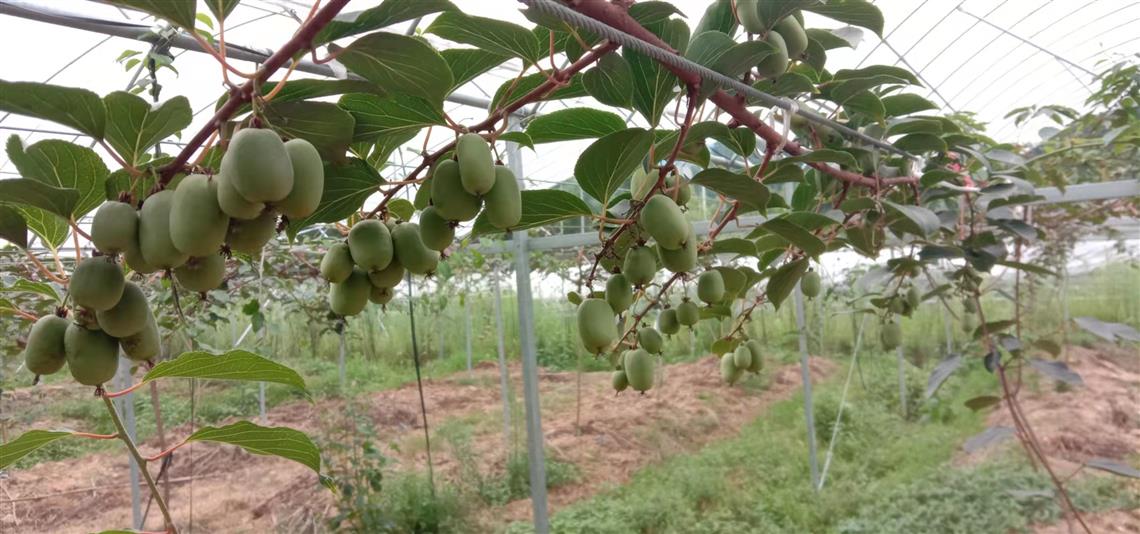 台盟浙江省委会牵手池淮镇油川村 打造软枣猕猴桃种植基地 为村民铺起