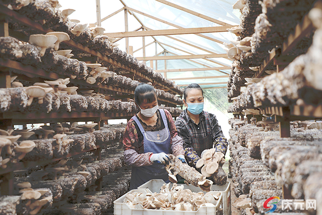 香菇采摘正当时