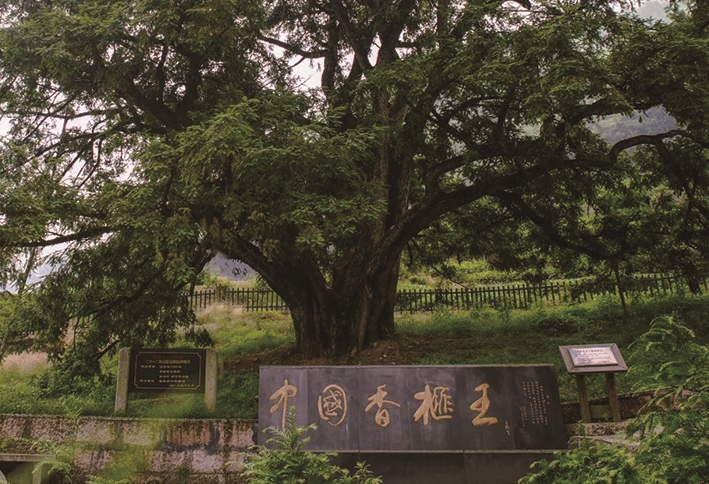 千年榧村松明培