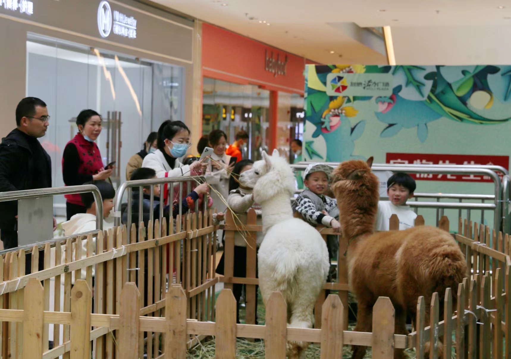 图说 | "萌宠派对"进商场 市民乐享假日