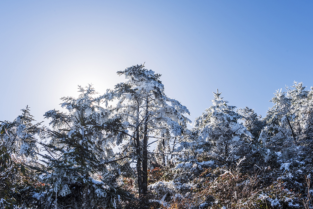 百山祖绿树披银装 雪雾淞景赏心悦目