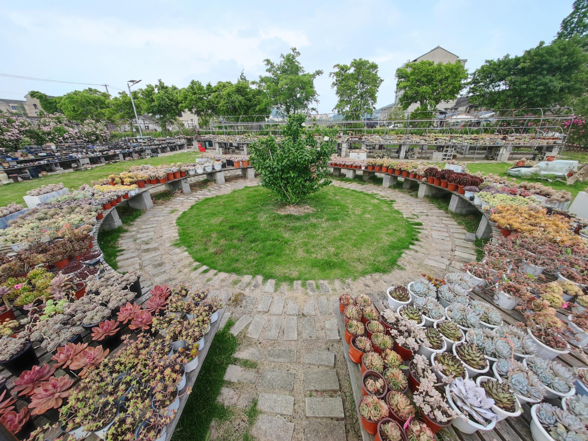 多肉植物批发基地图片