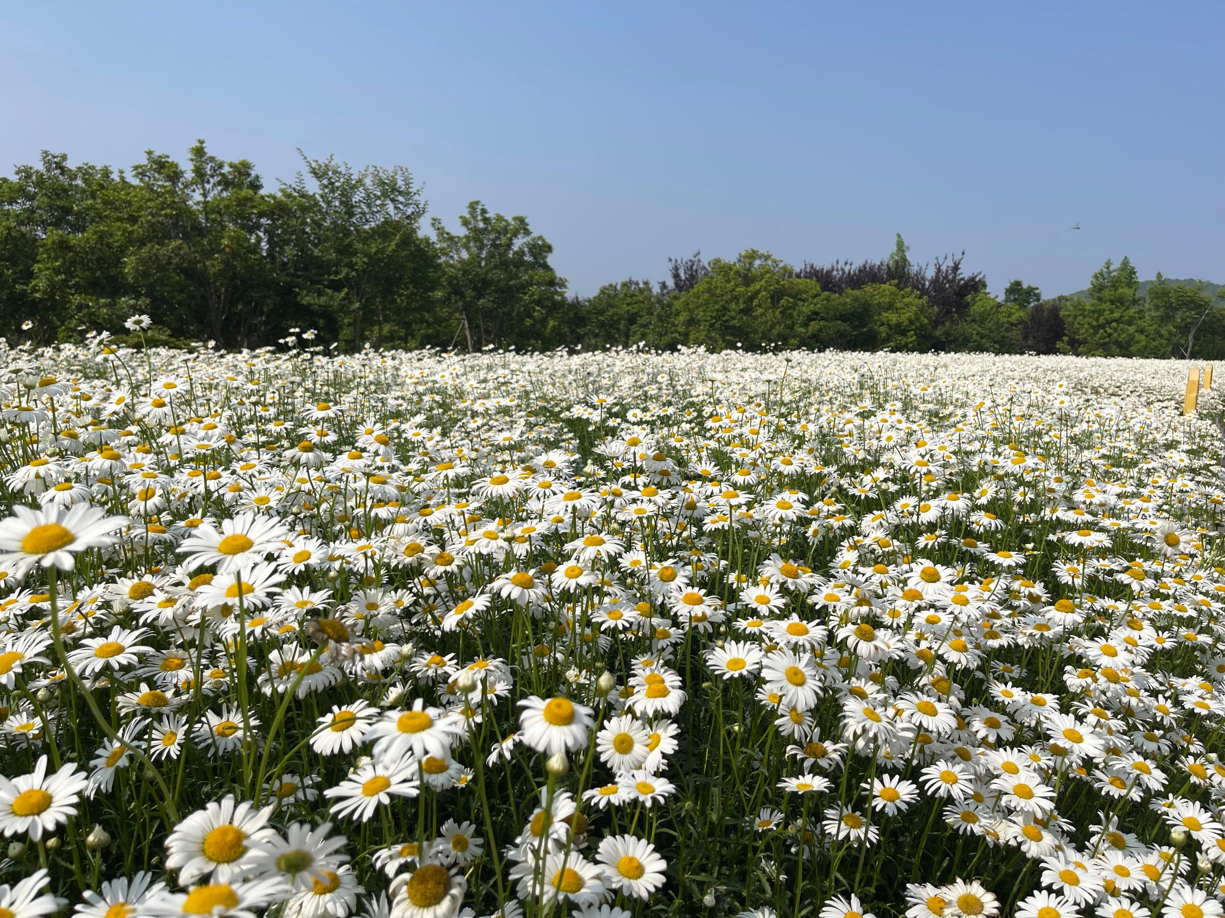 图说丨雏菊盛开白色花海美不胜收