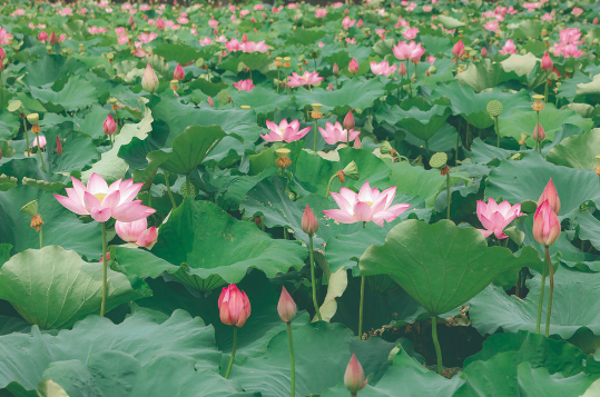 夏日荷塘綻俏顏