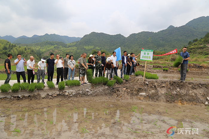 庆元县举水乡专家入村送技农民现场取经