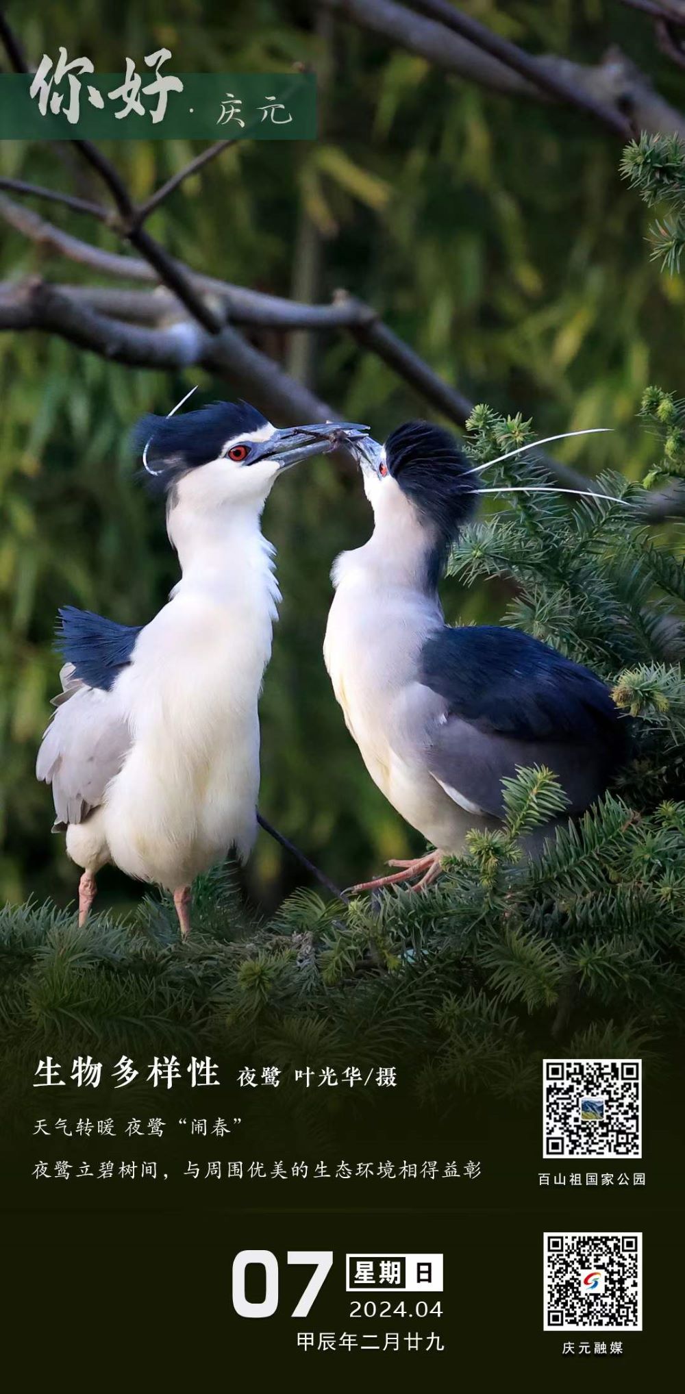 庆元特色日历2024年4月7日天气转暖夜鹭闹春