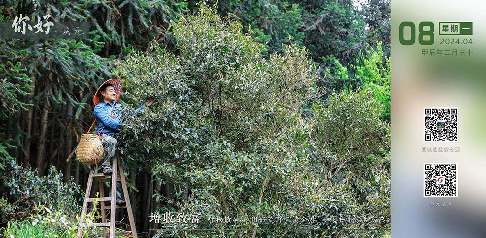 庆元特色日历2024年4月8日用好荒野黄金叶携手铺就共富路