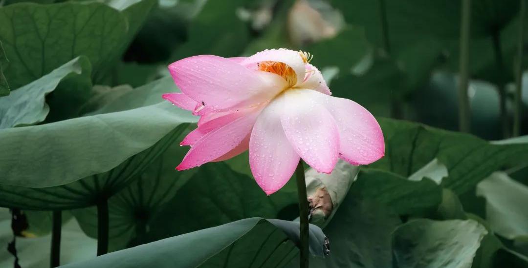 Don't Miss ItHuangyan's Summer Top Attraction Is in Full Bloom!