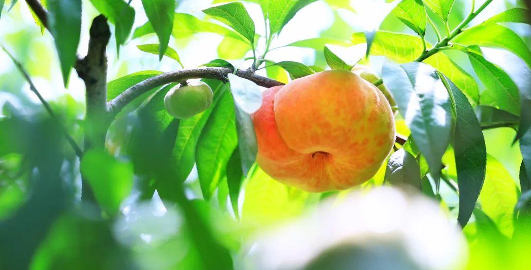 Summers Juiciest Treats Are HereGet Ready to Dig In