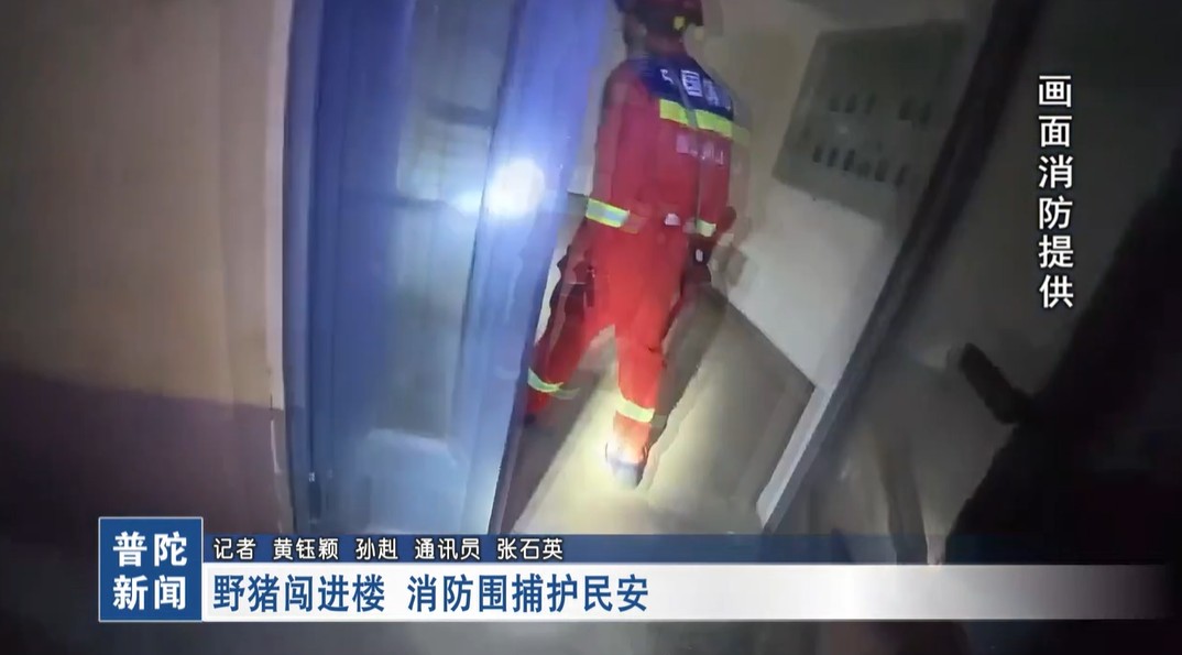 野猪闯进楼 消防围捕护民安