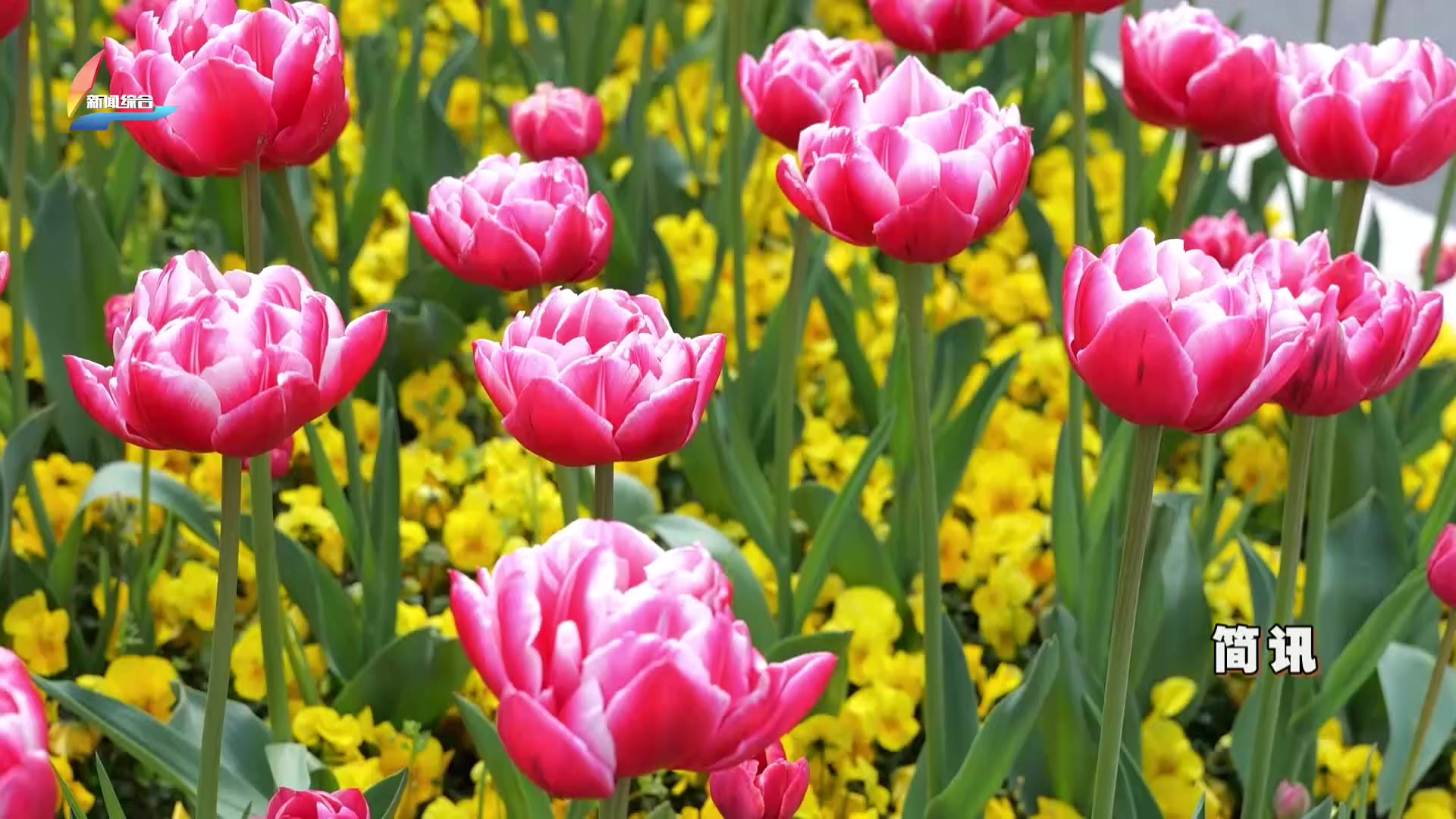 20260309��������